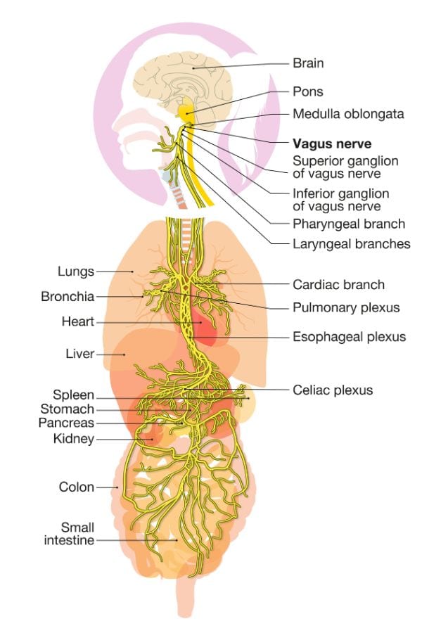 nervous system reset for moms
