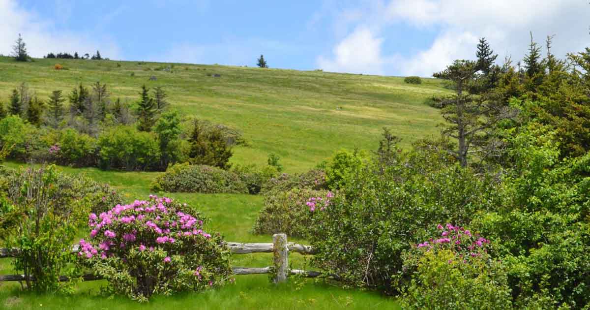Carvers Gap and The Roan Highlands