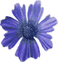 Bright blue mountain flower against a clear sky.