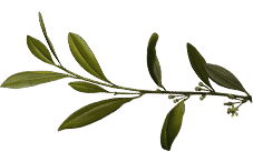 Lush green olive branch with leaves on a natural background.