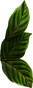 Lush green leaves at Mountain Harbour resort, nature, tranquility, eco-friendly retreat.