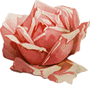 Elegant pink rose flower with delicate petals and soft natural lighting.