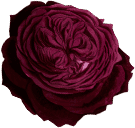 Elegant burgundy rose flower against a dark background.