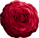 A vibrant red rose flower in full bloom with lush green background.