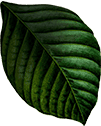 Lush green leaf, tropical foliage at Mountain Harbour resort, nature, tranquility, outdoor retreat.
