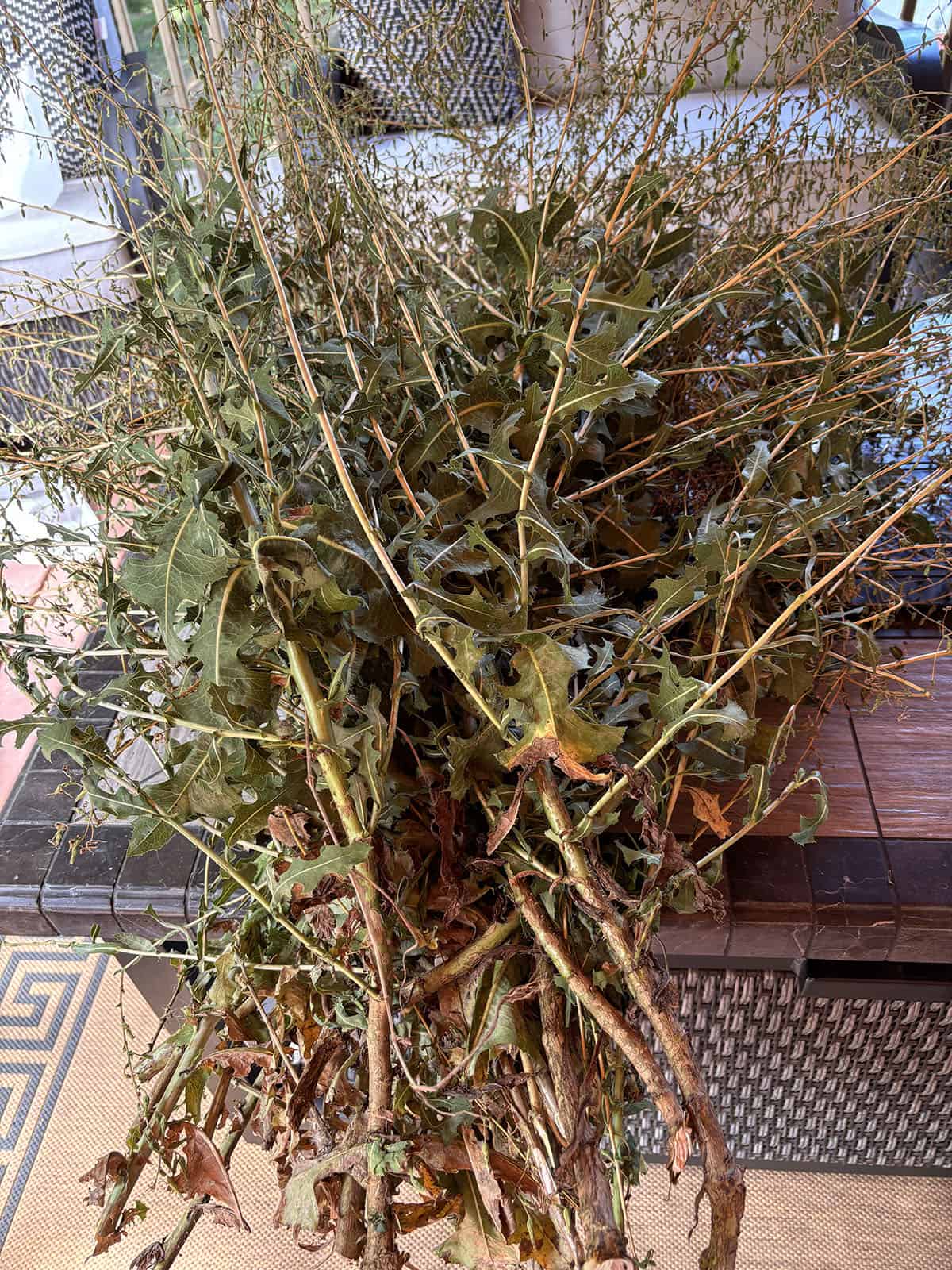 Lactuca Tincture - Image 4