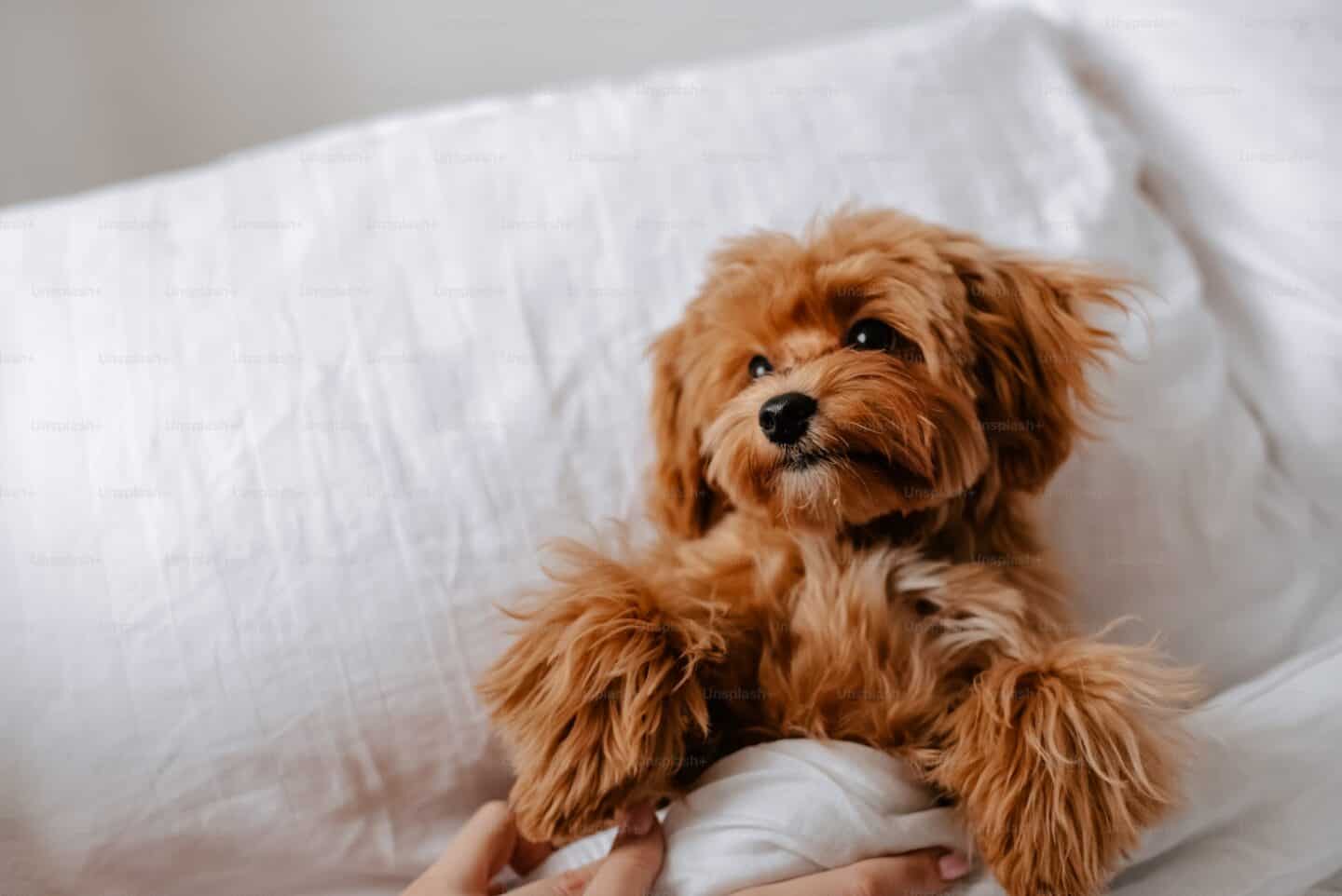 Dog resting peacefully