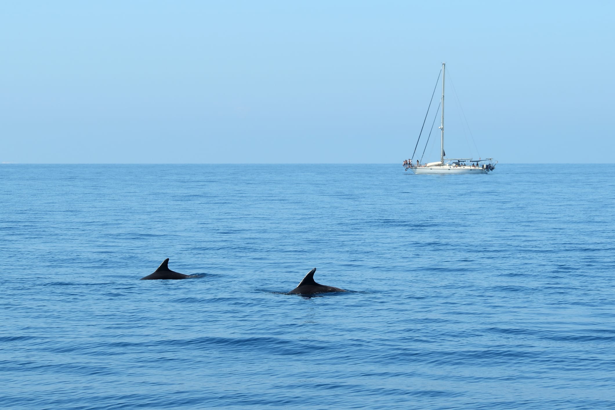 Private Port Stephens Day Tour: Dolphins & hiking
