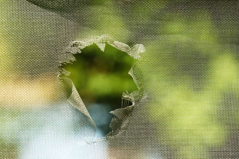 A torn screen door reveals a glimpse of the lush greenery outside.