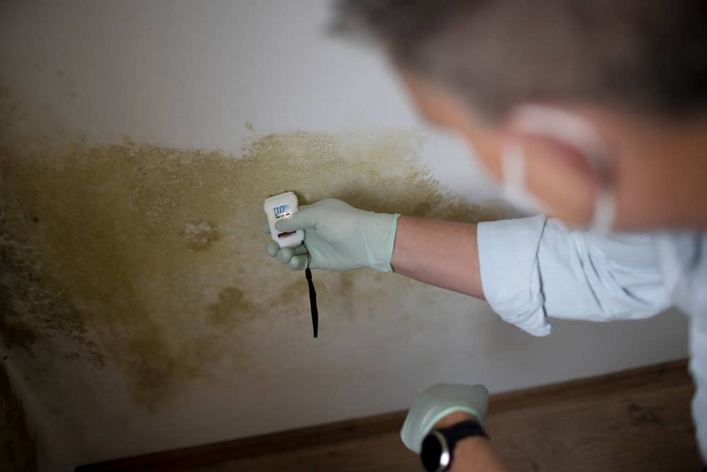 Inspecting mold growth on the wall with a moisture meter.
