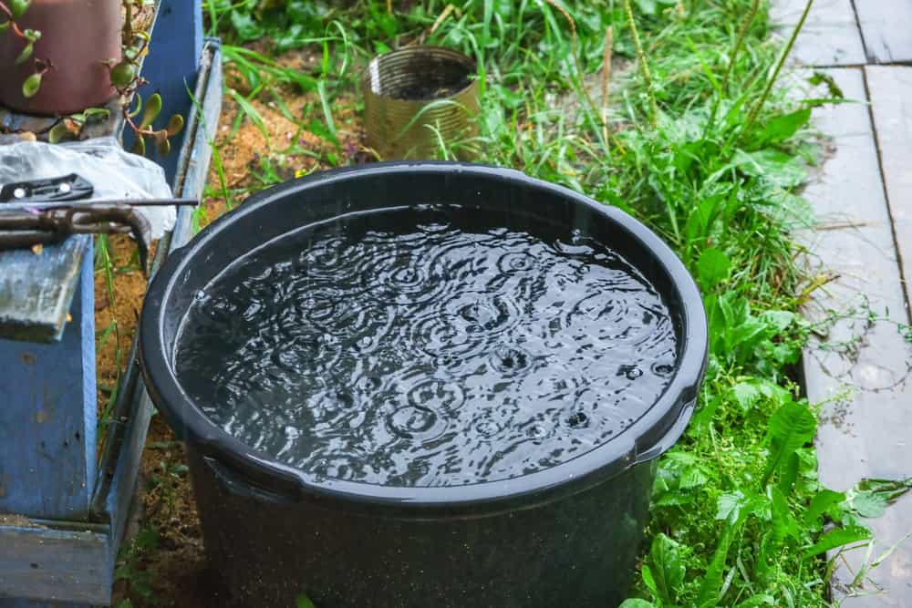 Rainwater collecting in a black tub amidst garden greenery.