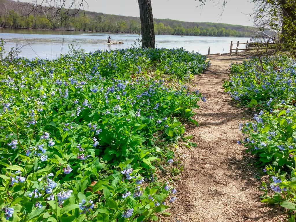 Riverside path at Riverbend Park.