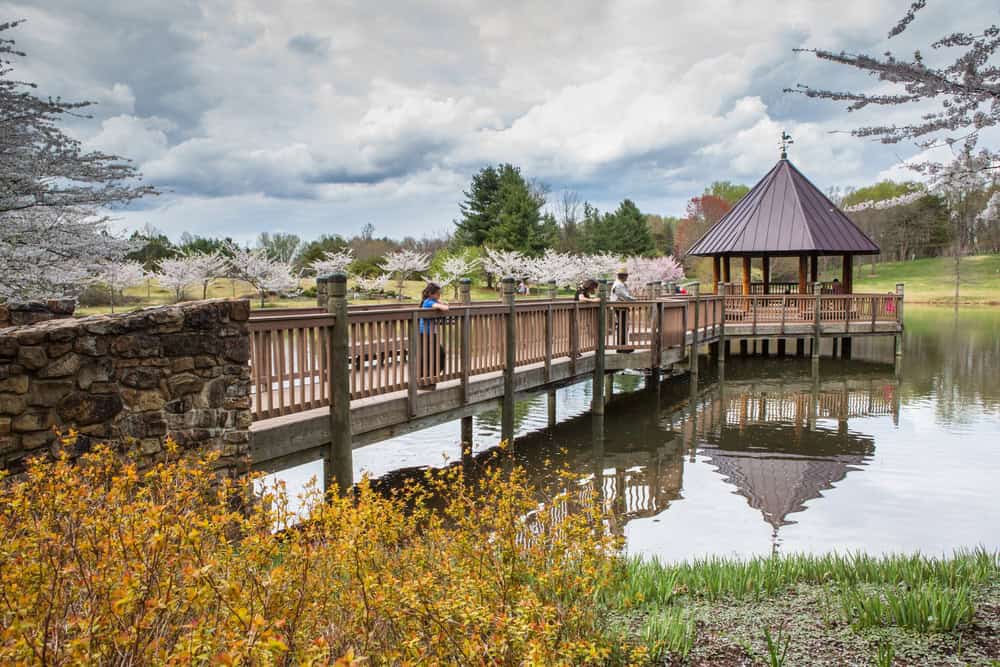 A wooden boardwalk leading to a lakeside gazebo among blooming cherry trees in Vienna, Virginia.