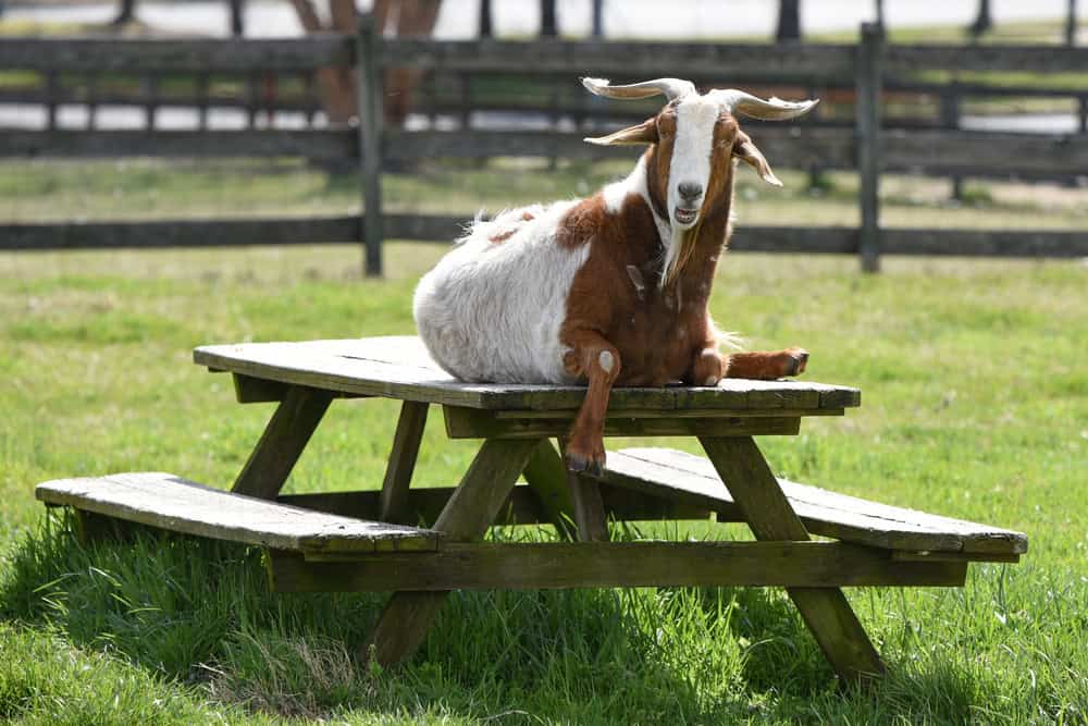 Goat resting on a picnic table.
