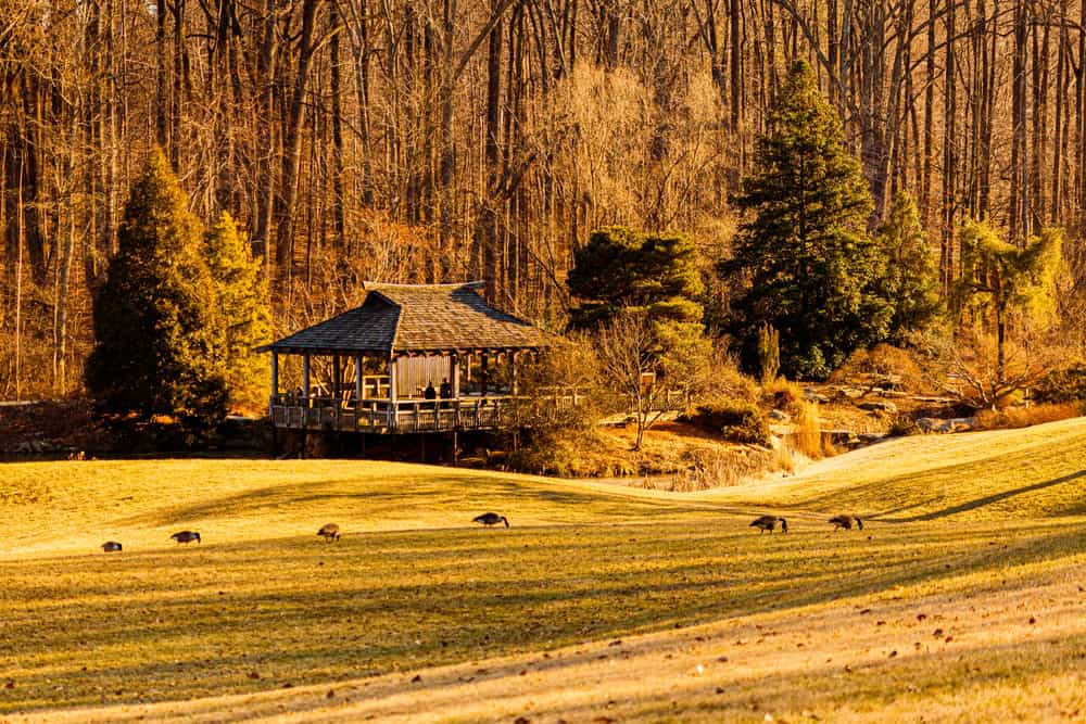 A wooden park pavilion beside an open lawn with geese at Wheaton Regional Park near Glenmont, Maryland