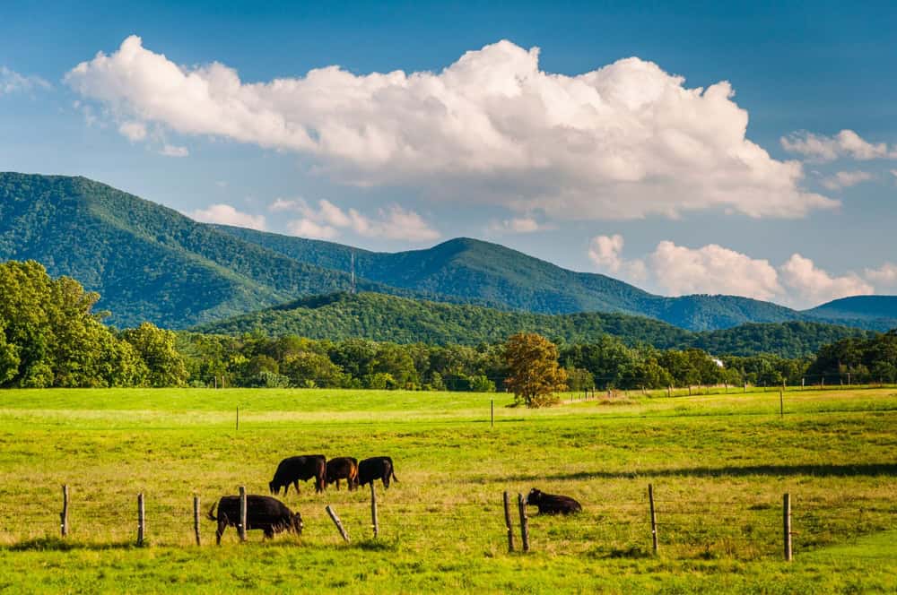 Cattle graze in a green pasture below the Blue Ridge Mountains near Shenandoah Farms, Virginia