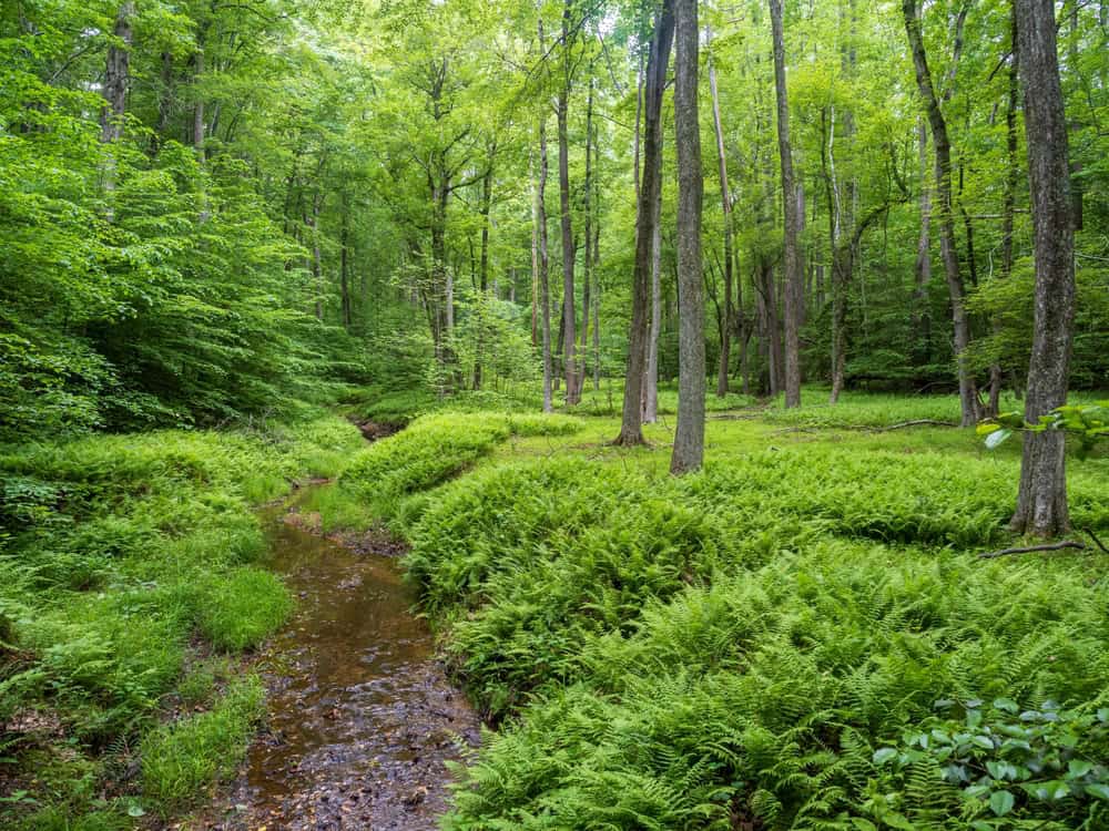 A narrow dirt trail winding through ferns and tall trees.