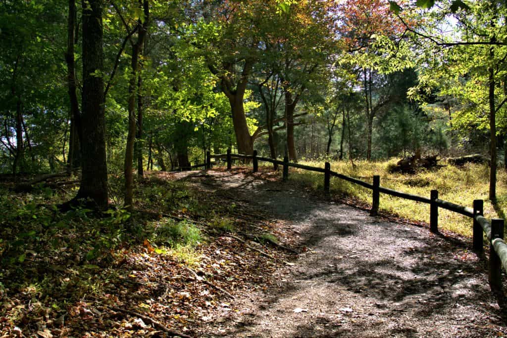 Woodland path beside a fence.