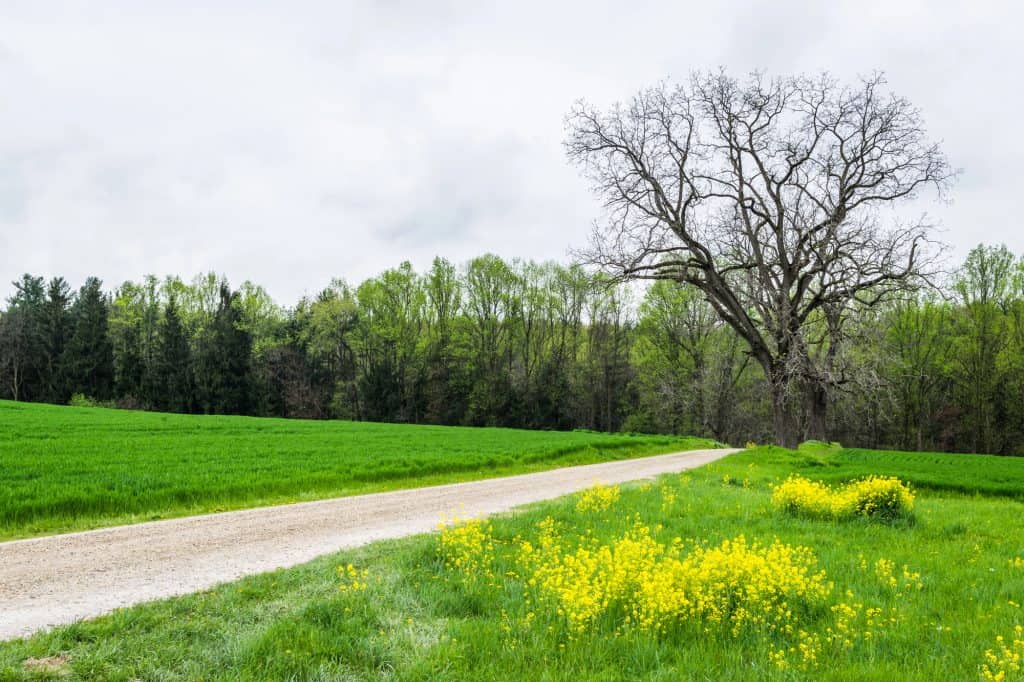 A gravel farm lane past yellow wildflowers and green fields near Dallastown, Pennsylvania