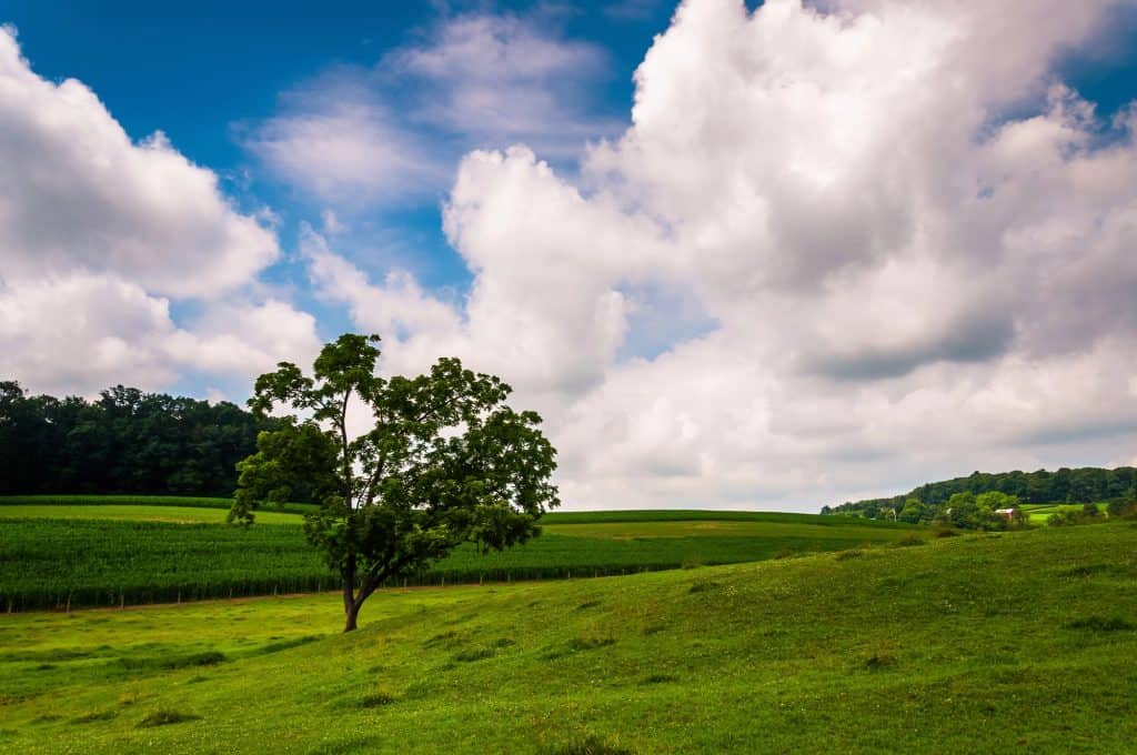 A lone tree in a green farm field under a partly cloudy sky near Jefferson, Pennsylvania