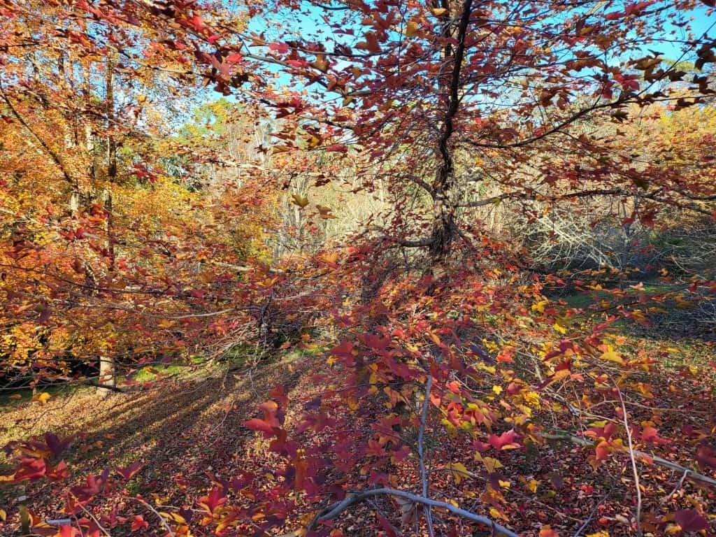 Autumn leaves in a wooded park