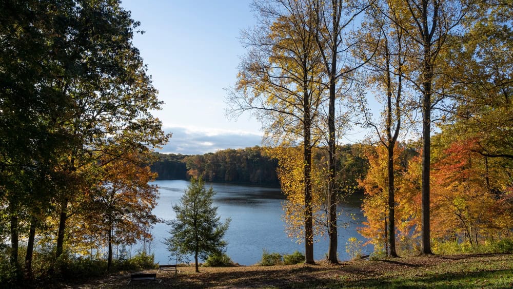 Autumn trees along the lake.