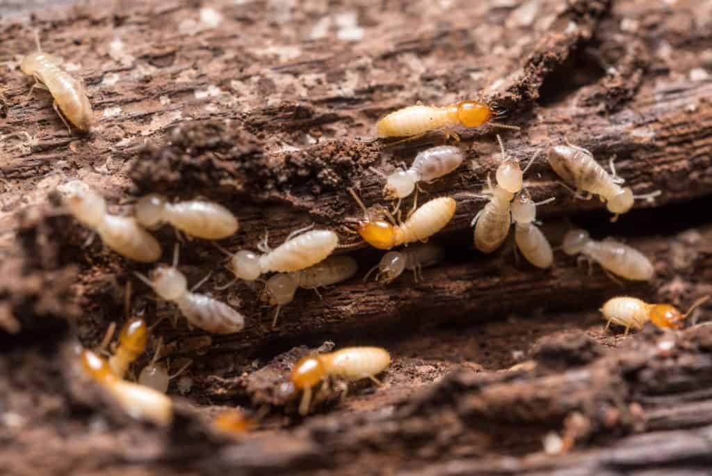 Termites tunneling through decaying wood, showcasing their destructive teamwork in nature.