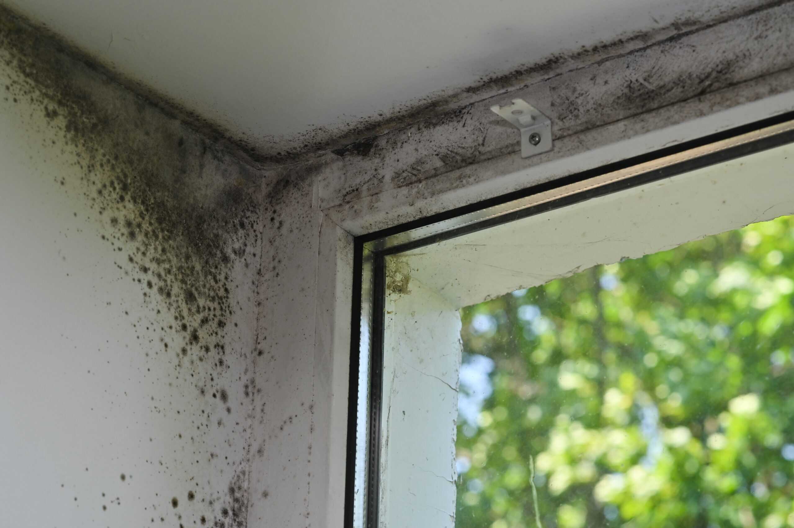 Home interior environmental testing — radon, mold, and air quality assessment for homeowner safety