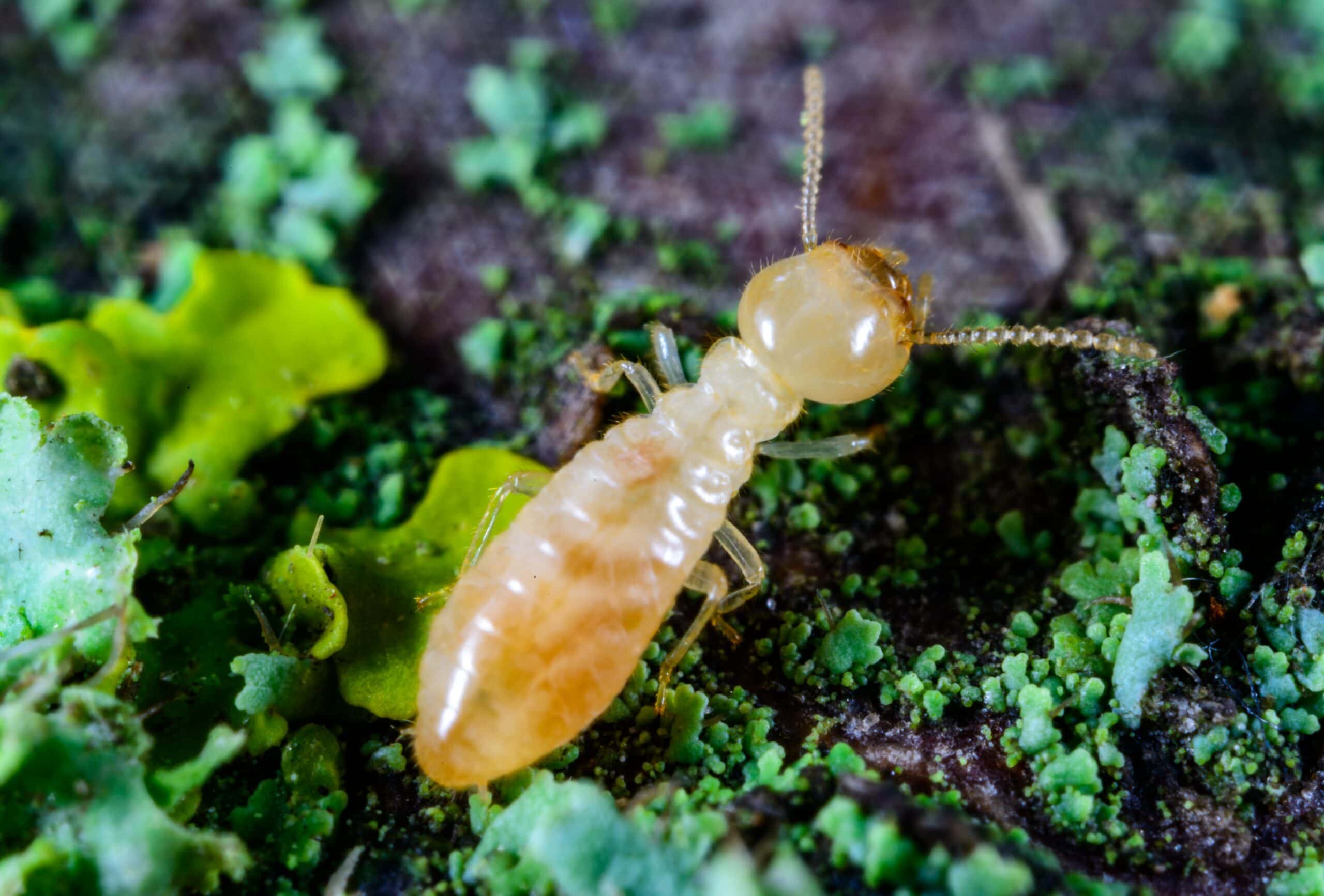 Professional termite inspector checking home foundation