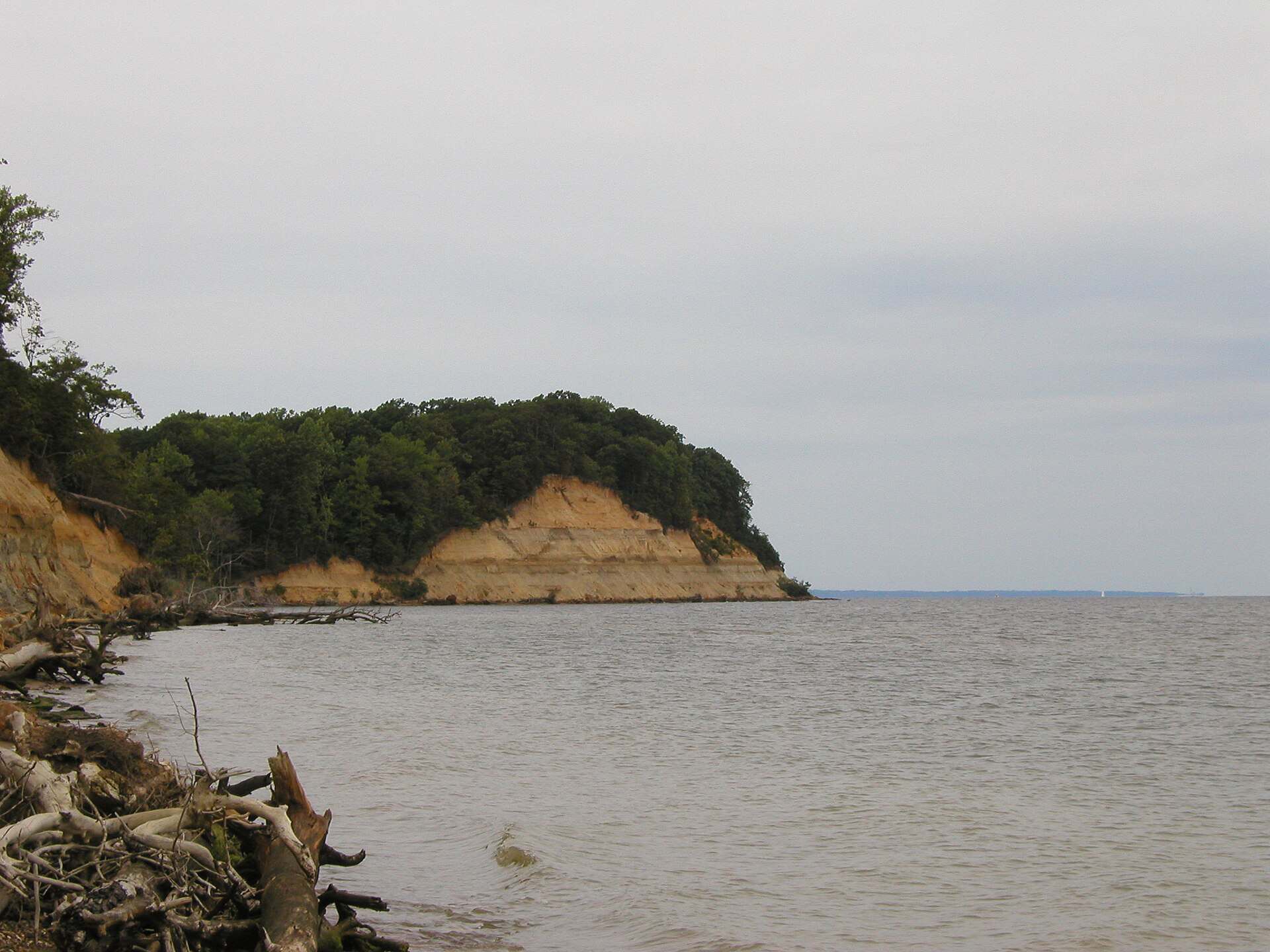The Calvert Cliffs rising above the Chesapeake Bay shoreline at Calvert Cliffs State Park