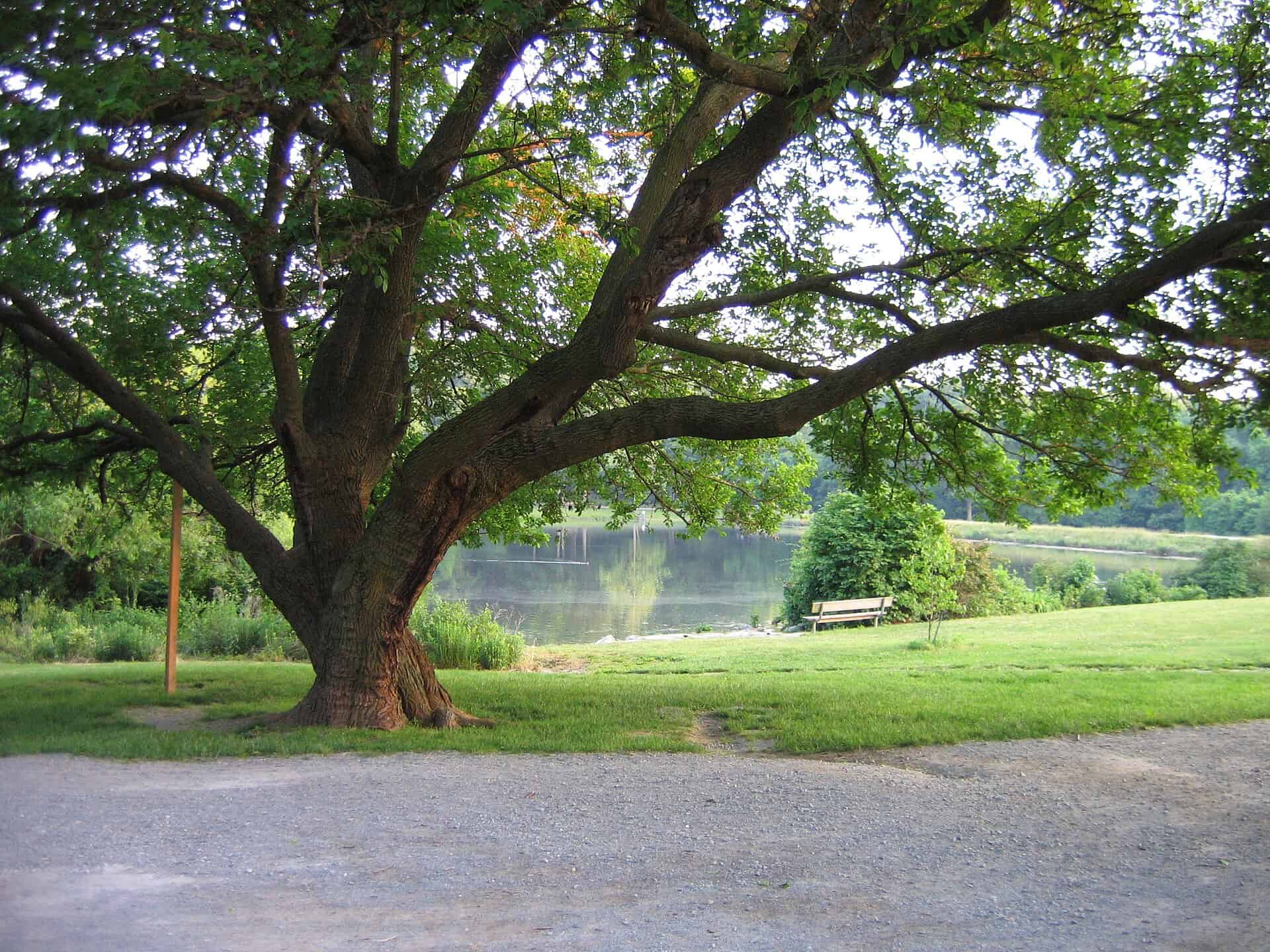 Green lakeside lawn, shade tree and benches at Buddy Attick Lake Park in Greenbelt.