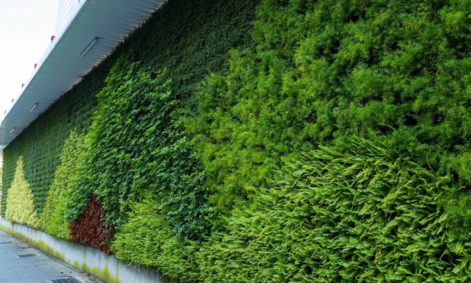 A lush vertical garden covering the side of a modern building, featuring a variety of green foliage, including ferns and dense leafy plants, creating a layered and vibrant natural wall. The pathway beneath highlights the seamless integration of greenery into an urban setting.