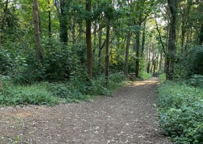Peaceful path through sunlit forest trees