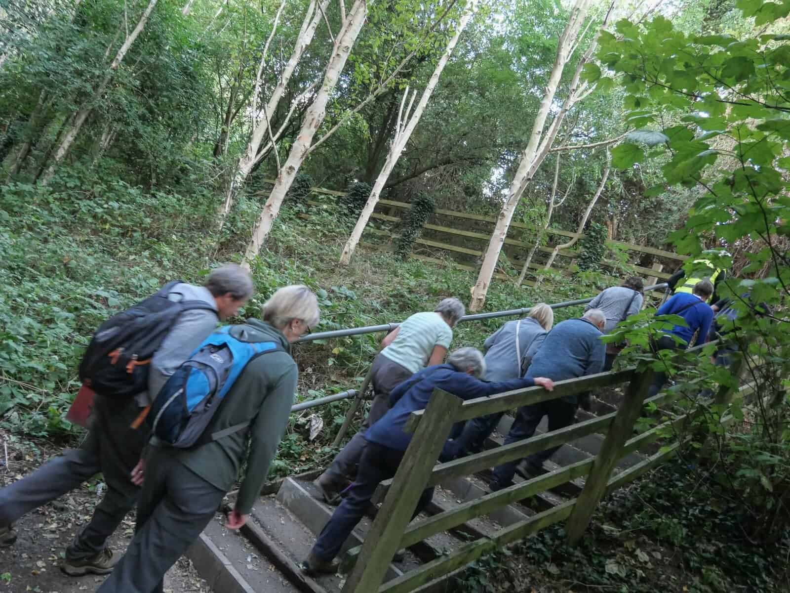 Group hiking up a forest path