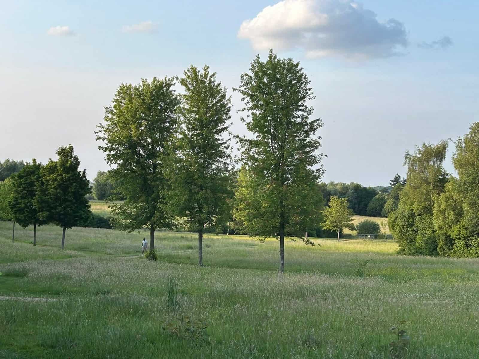 Lush green meadow with scattered trees under blue sky.