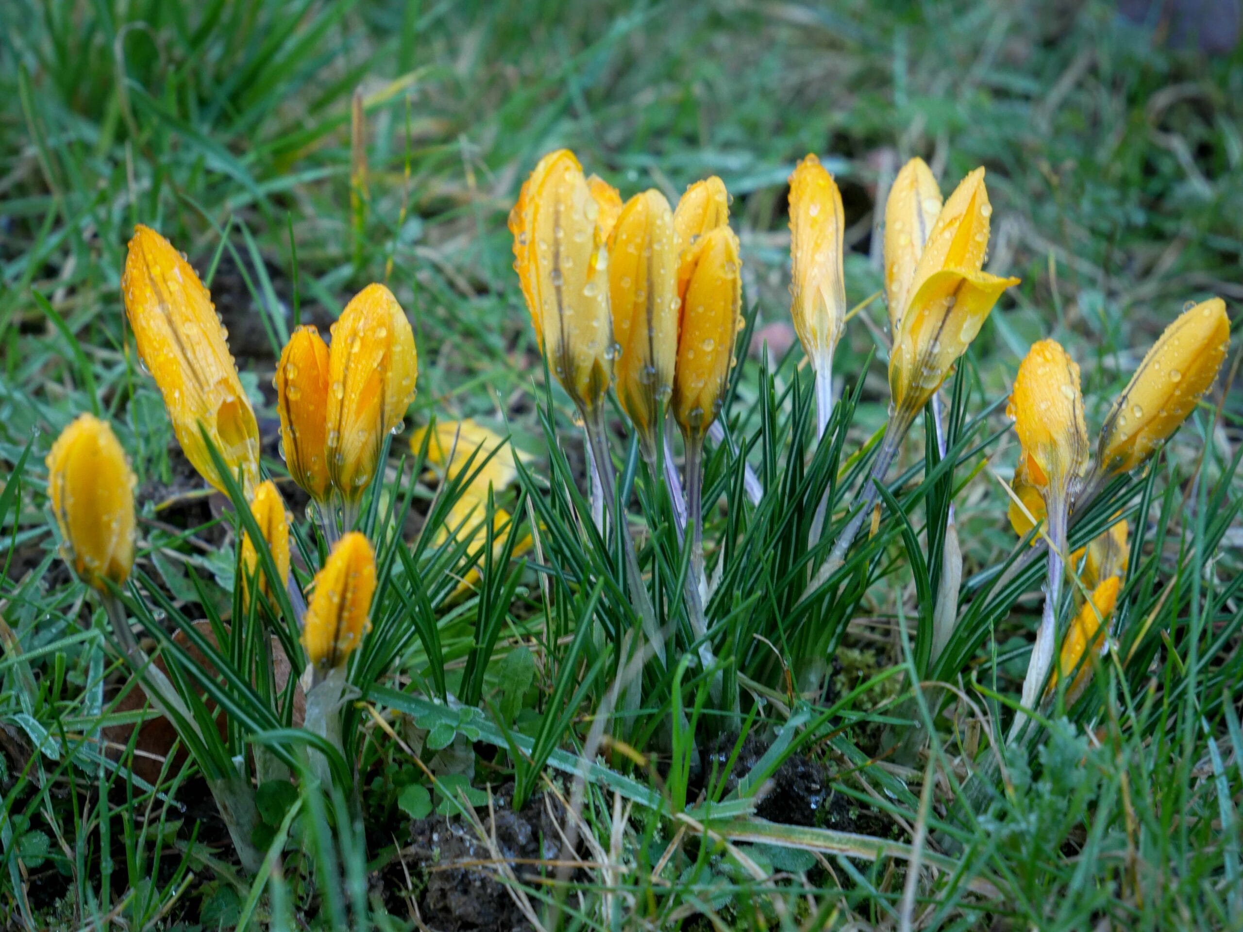 Flore 14.2.26 (2)