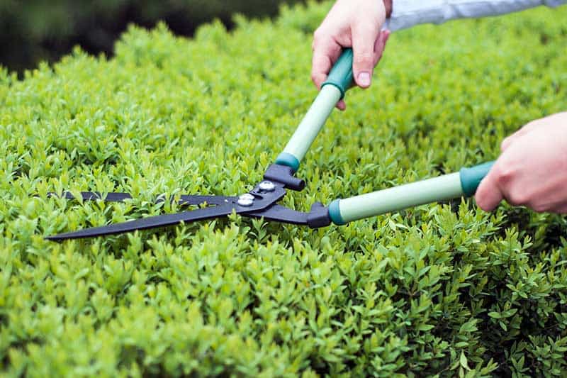 pruning landscaping