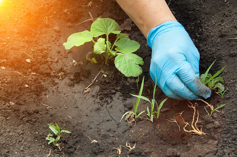 lawn weeding lawn care