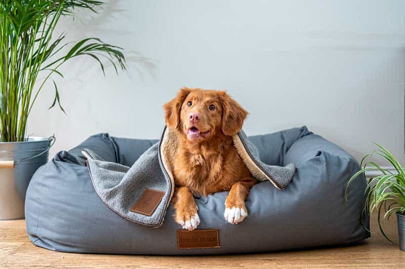 pet-friendly-vacation-rentals