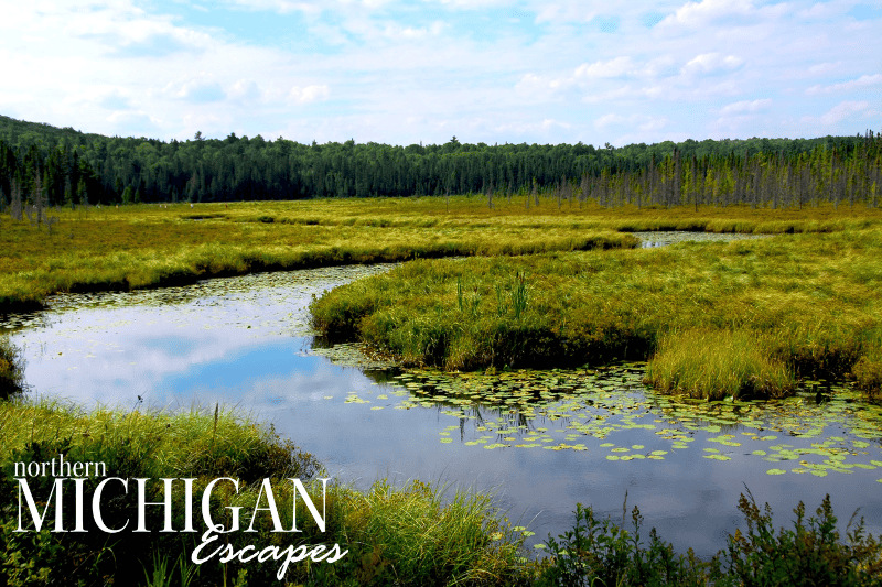 Wetlands