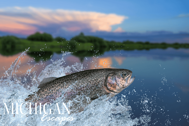northern-michigan-fly-fishing-trout