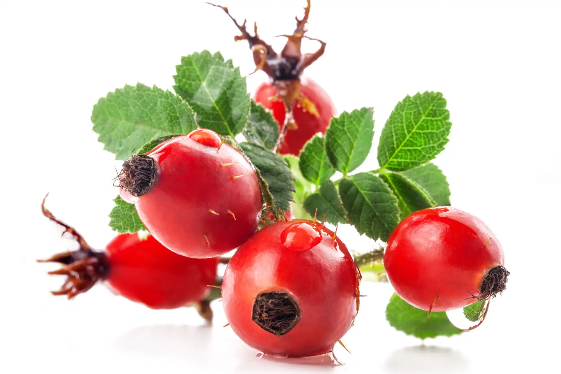 Rosehips botanical ingredient for equine joint health and inflammation