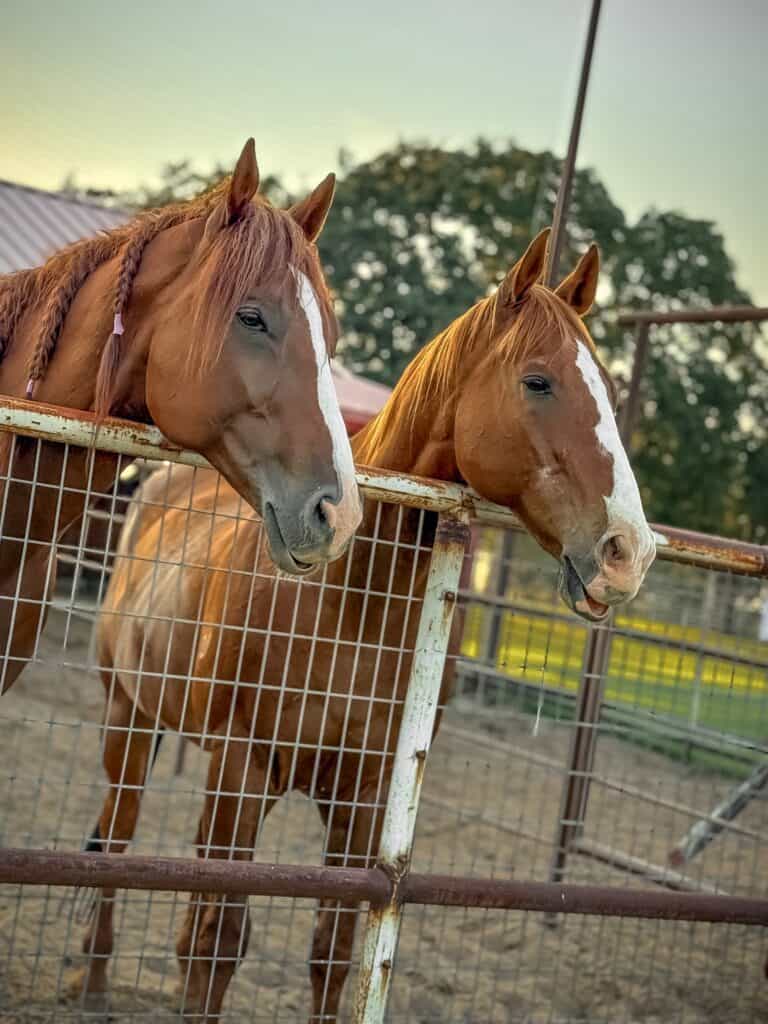 Synergy horse supplement