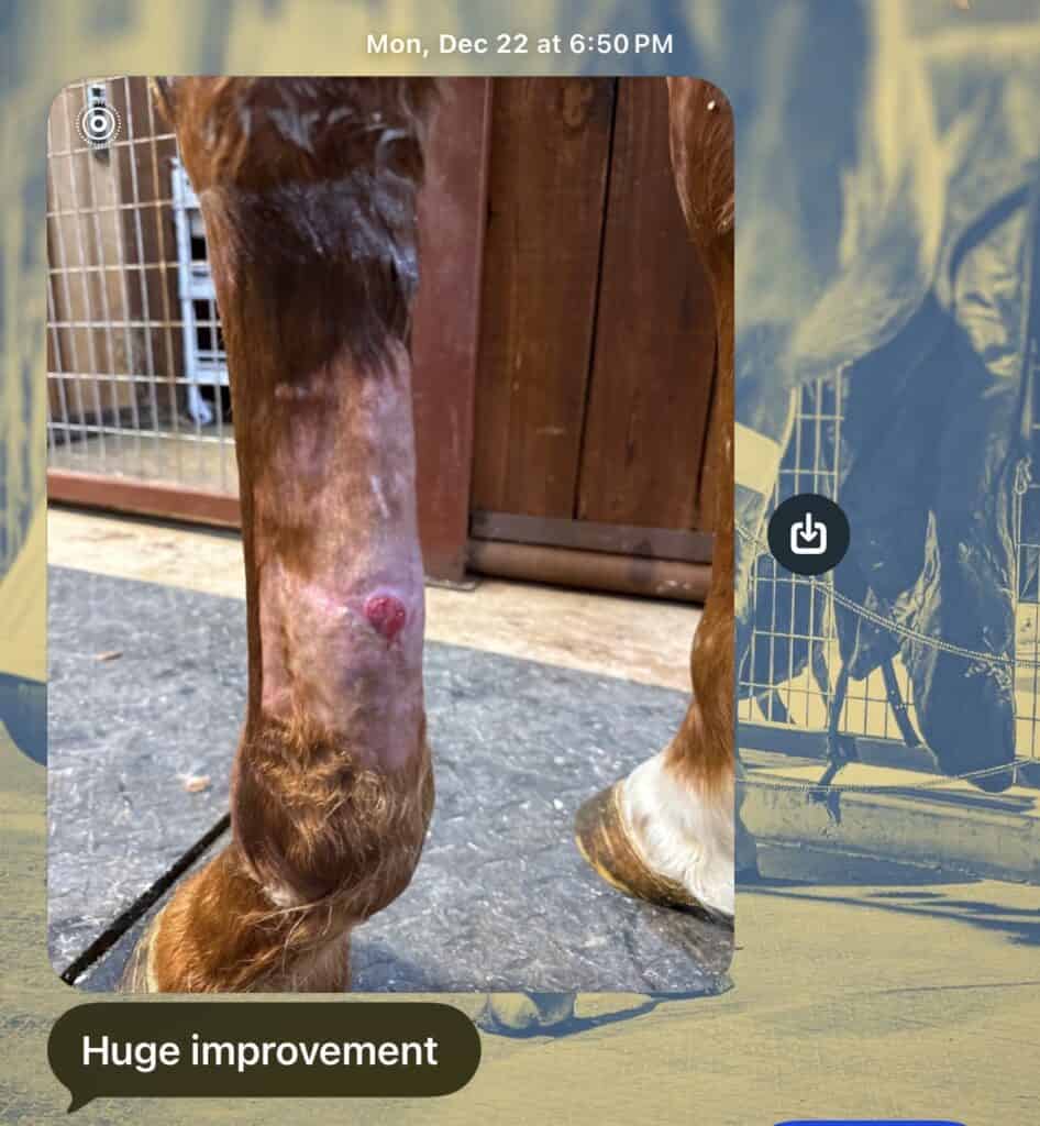 Horse leg with visible healing wound and improved tissue condition.