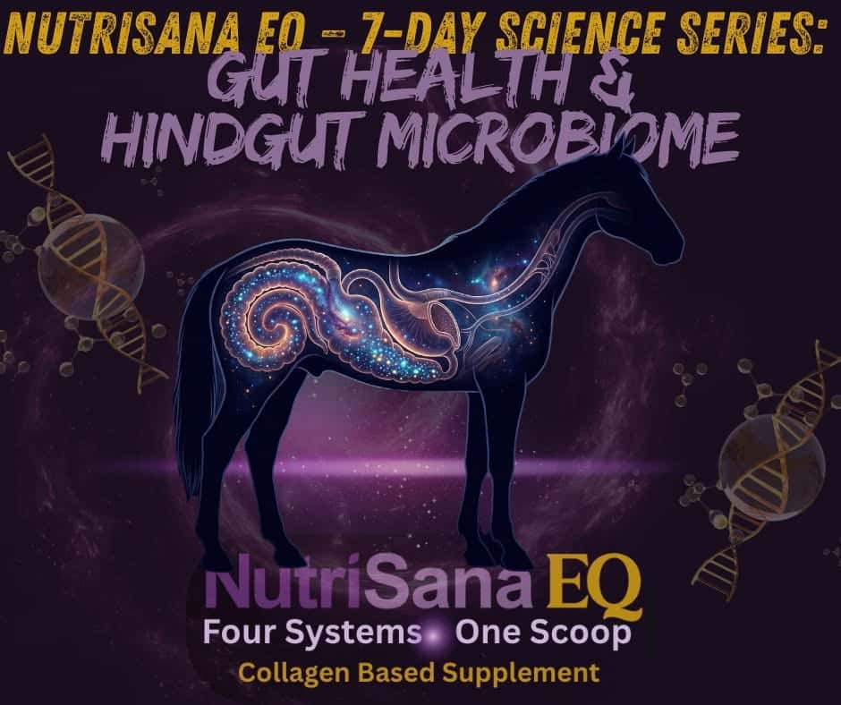 Equine gut microbiome illustration promoting gut health and collagen support.