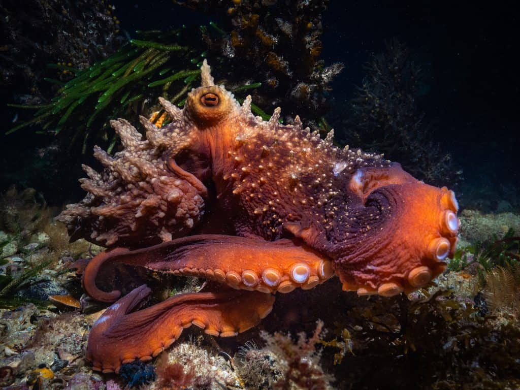 Maori Octopus Facts: One Of New Zealand's Largest Species! | OctoNation