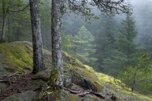 Fog Forms in the Forest