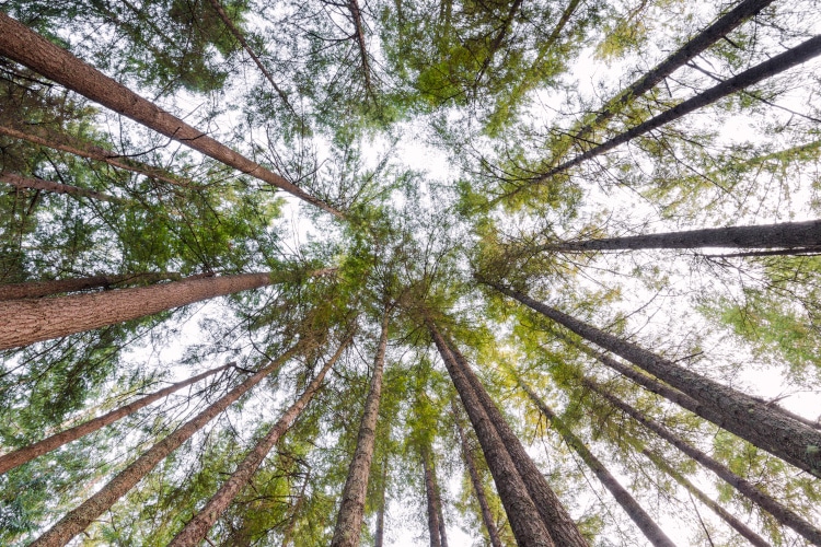 Trees