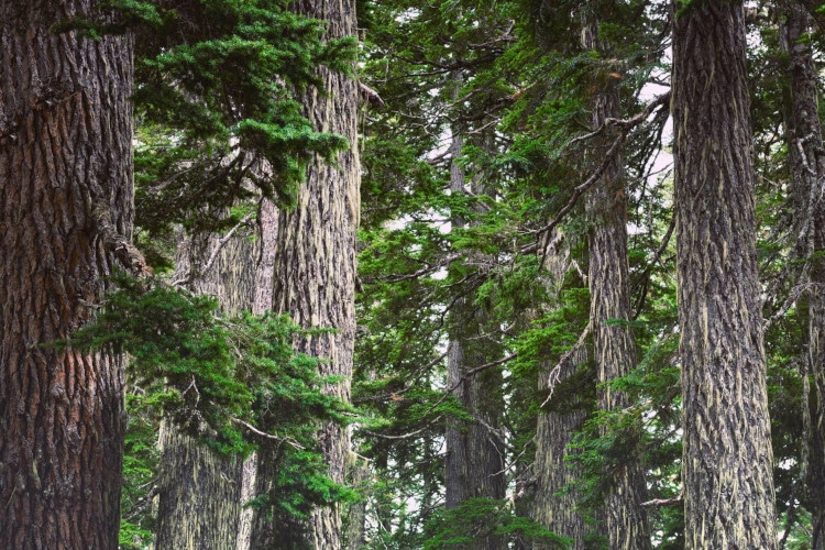 Trees of Bowen Island
