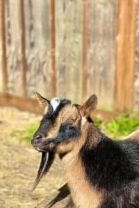 Photograph of Nigerian Dwarf Goat standing in front of a wooden fence. Jimmy - Recovery Goat at Orchard Recovery Center